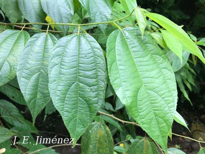 Trichospermum lessertianum (Capulín rojo)