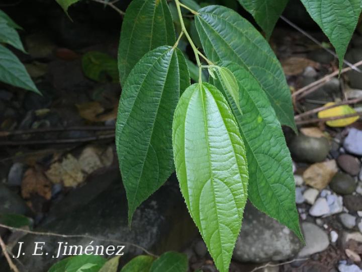 Trichospermum lessertianum (Capulín rojo)