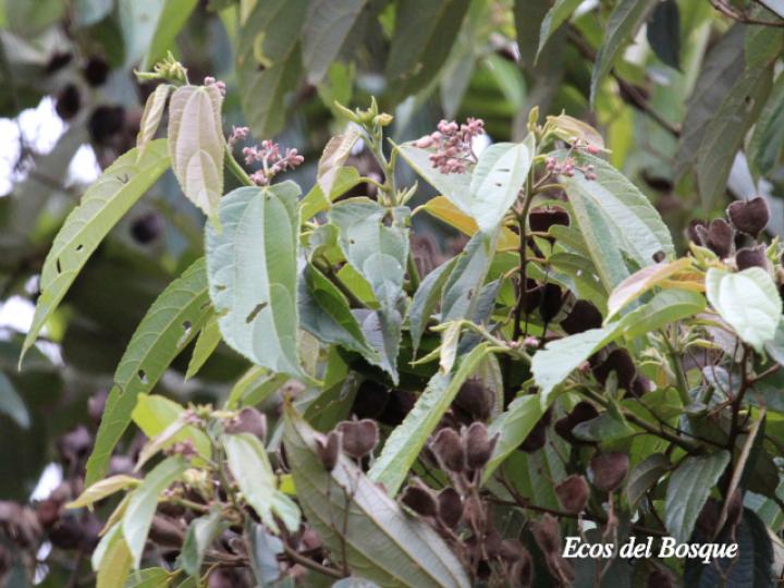 Trichospermum lessertianum (Capulín rojo)