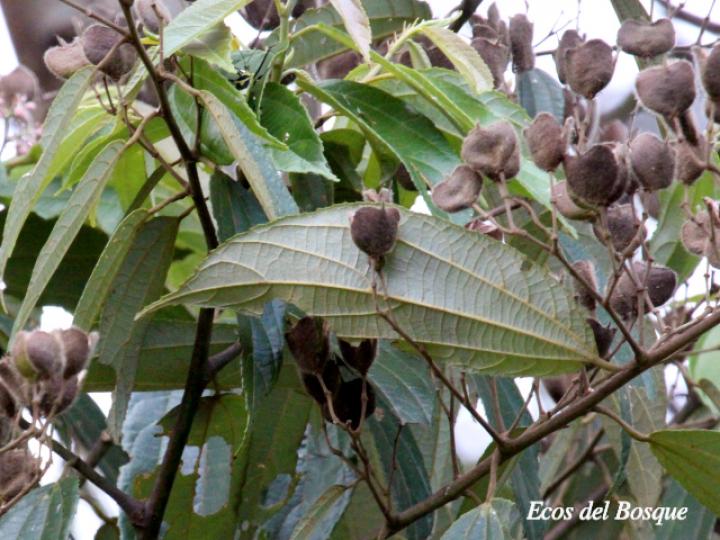 Trichospermum lessertianum (Capulín rojo)