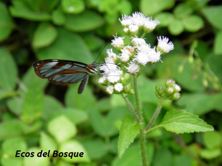 Ageratum conyzoides (Santalucía)