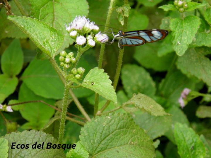 Ageratum conyzoides (Santalucía)