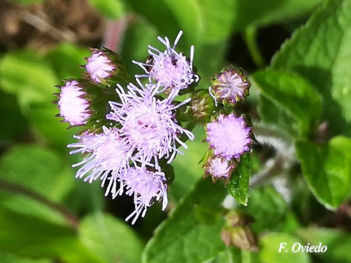 Ageratum conyzoides (Santalucía)