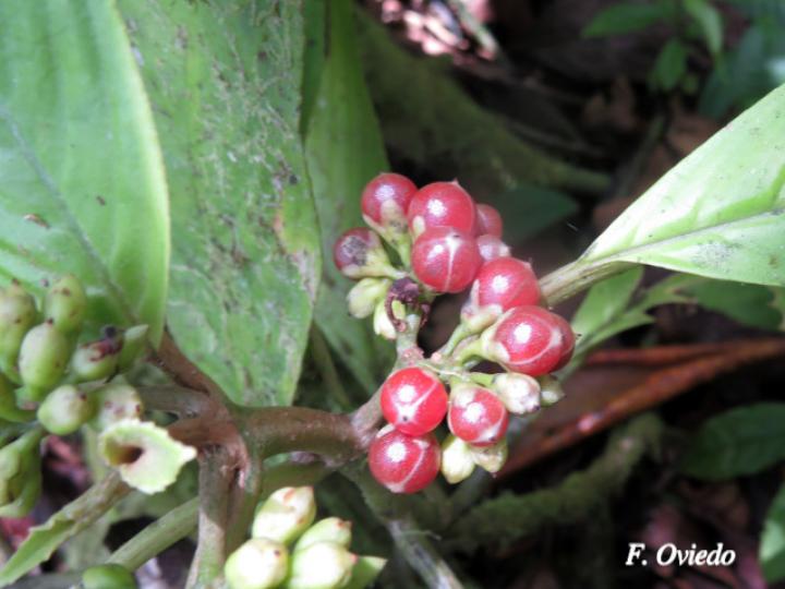 Besleria flavovirens