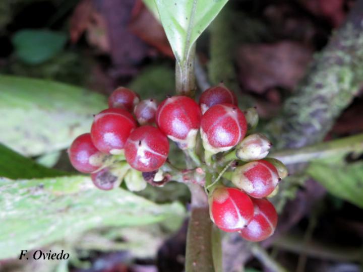 Besleria flavovirens