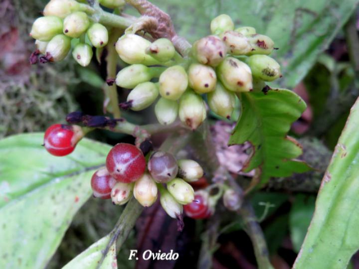 Besleria flavovirens