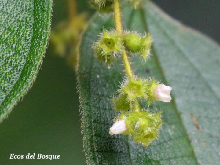 Miconia dependens