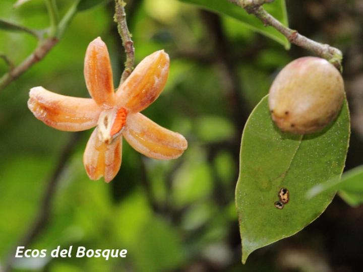 Clusia minor