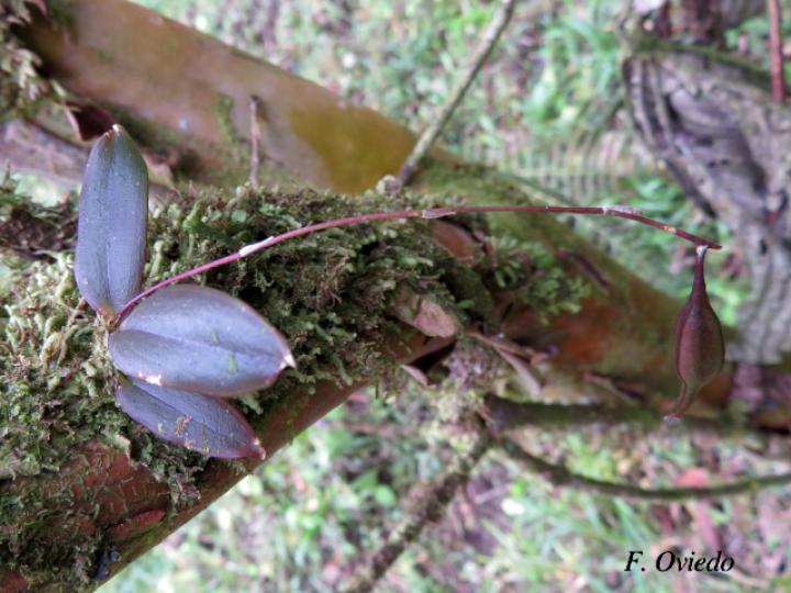 Comparetia falcata