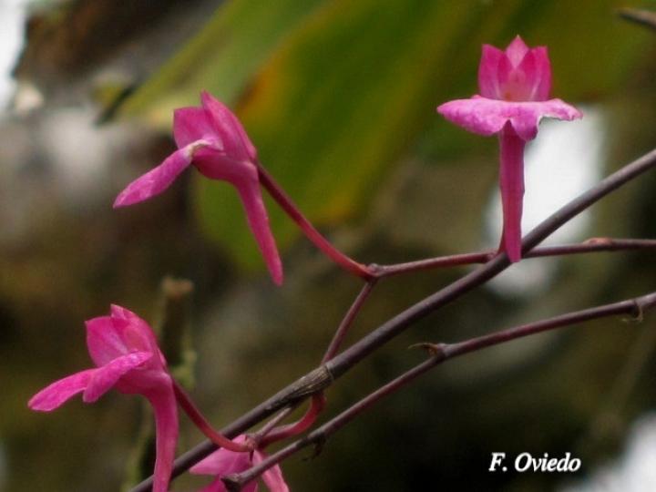 Comparetia falcata