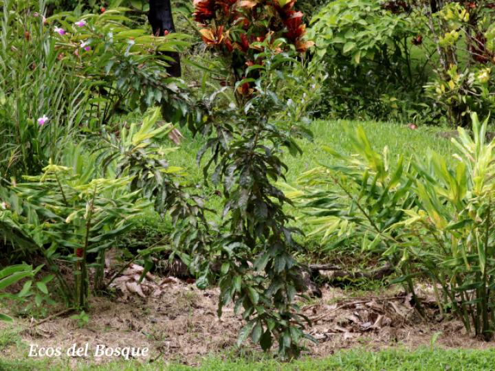 Crescentia cujete (Calabacero, Jícaro, Tiquí)