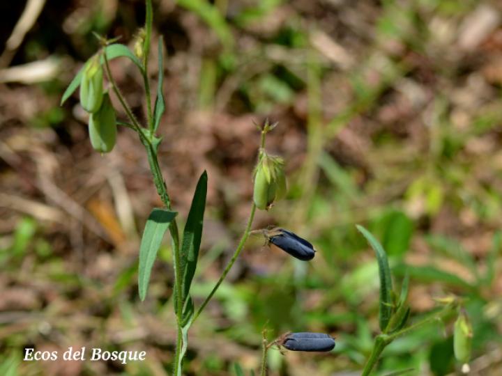 Crotalaria sagittalis (Chilindrín)
