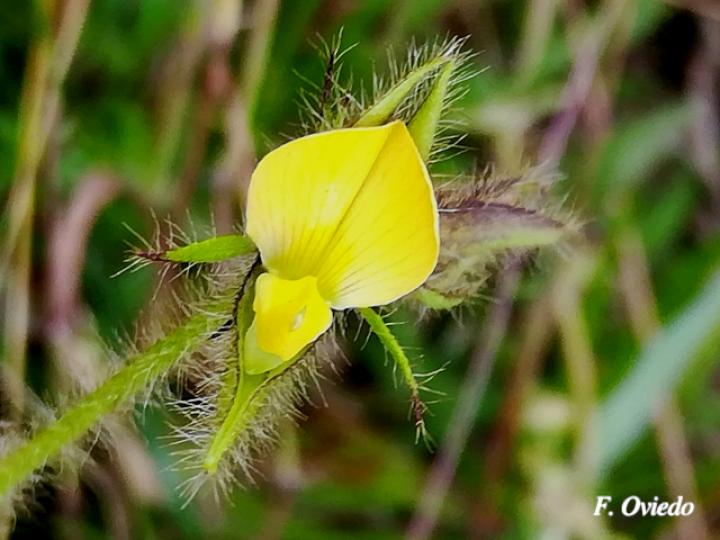 Crotalaria sagittalis (Chilindrín)