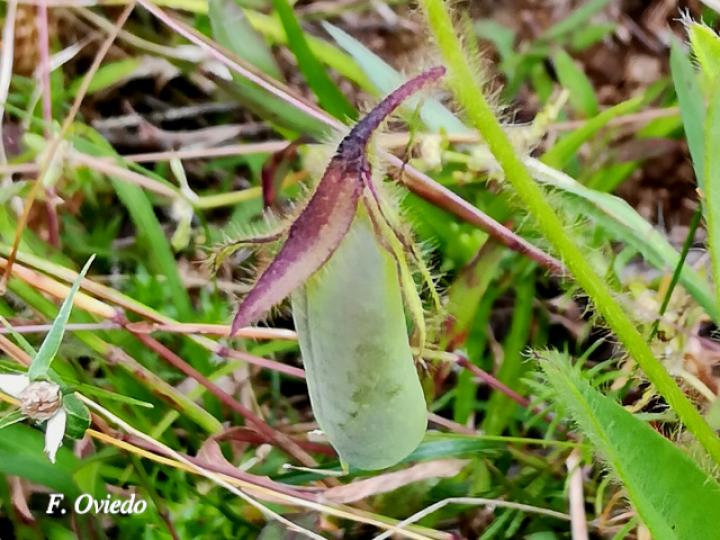 Crotalaria sagittalis (Chilindrín)