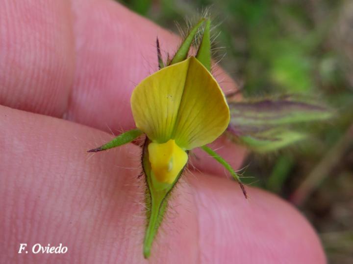 Crotalaria sagittalis (Chilindrín)