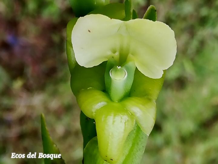 Epidendrum palmense