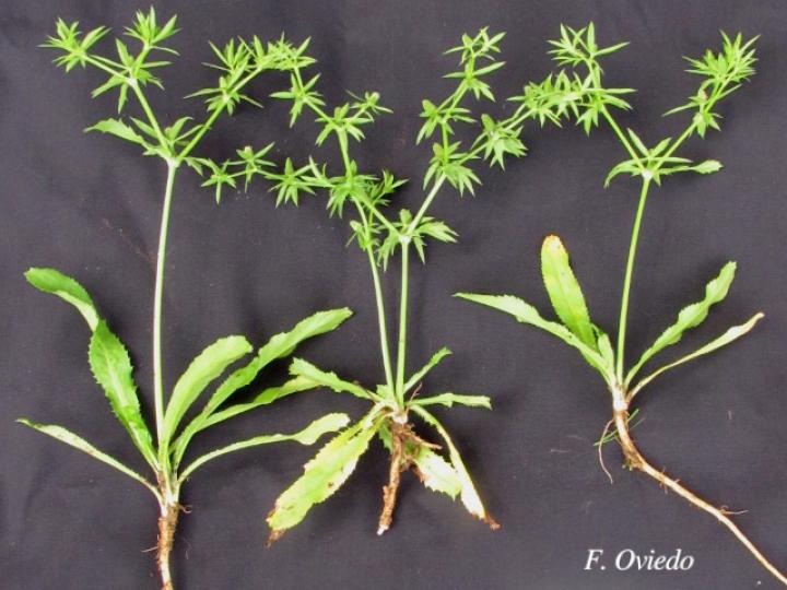 Eryngium foetidum (Culantro coyote)