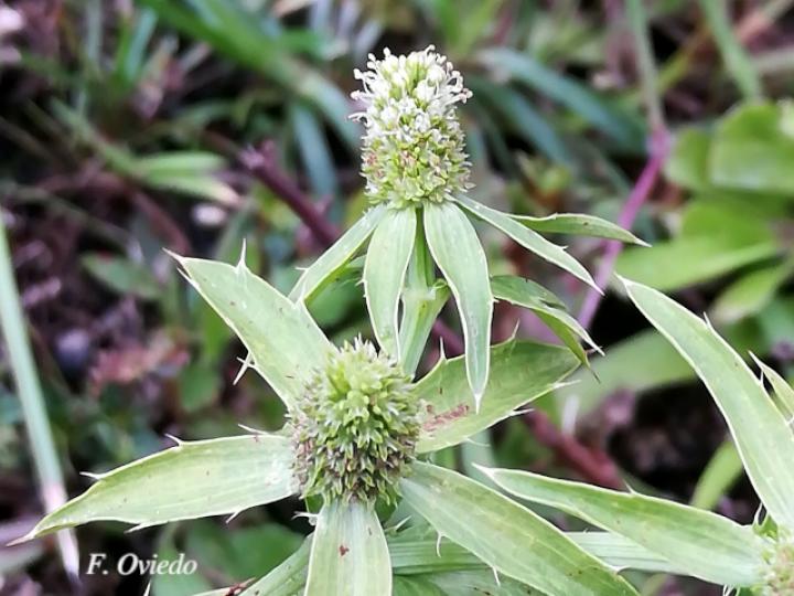 Eryngium foetidum (Culantro coyote)