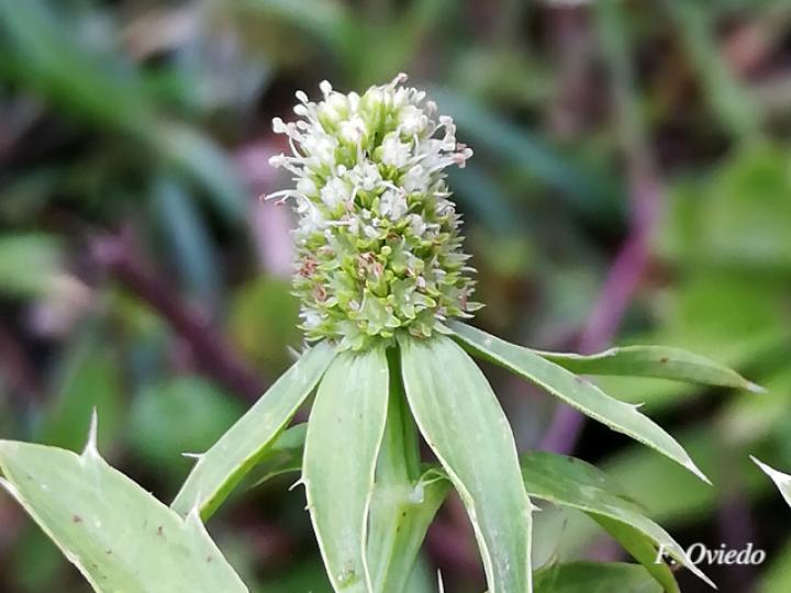 Eryngium foetidum (Culantro coyote)