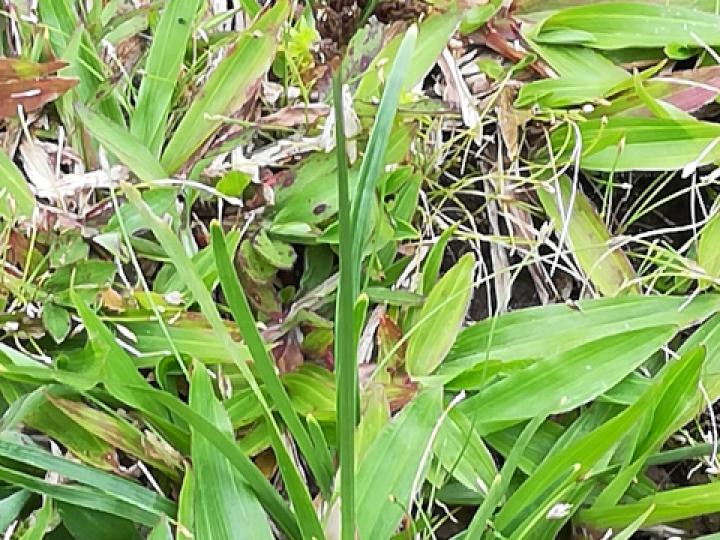 Fimbristylis dichotoma (Pelo de chino)