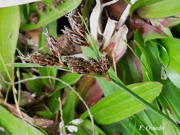 Fimbristylis dichotoma (Pelo de chino)