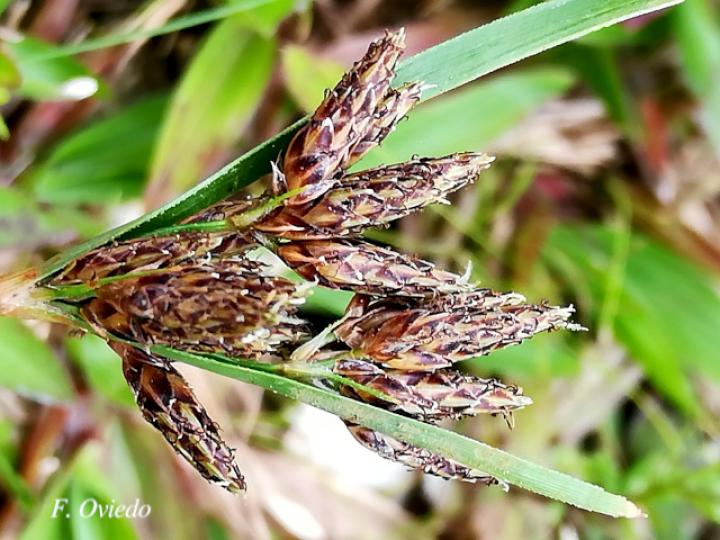 Fimbristylis dichotoma (Pelo de chino)