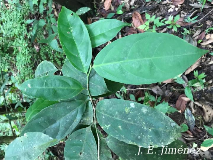 Lacistema aggregatum (Cafecillo, copalchi)
