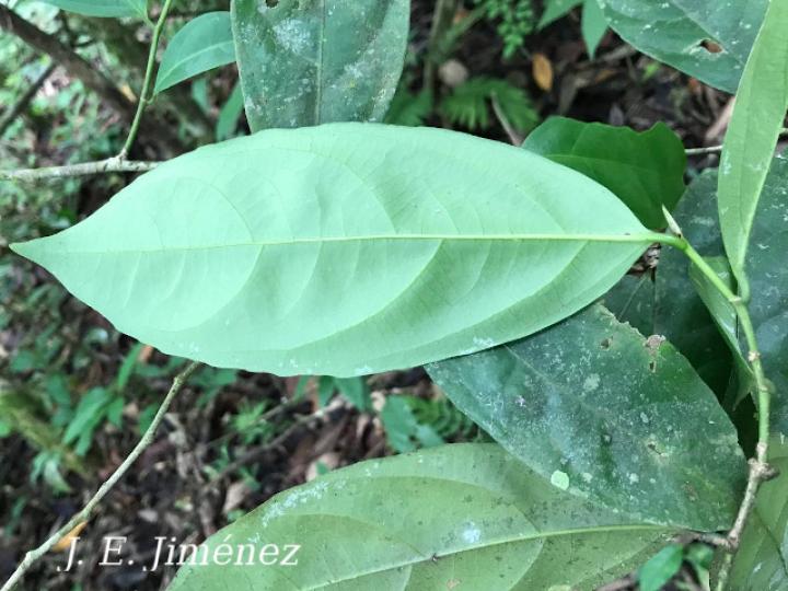 Lacistema aggregatum (Cafecillo, copalchi)