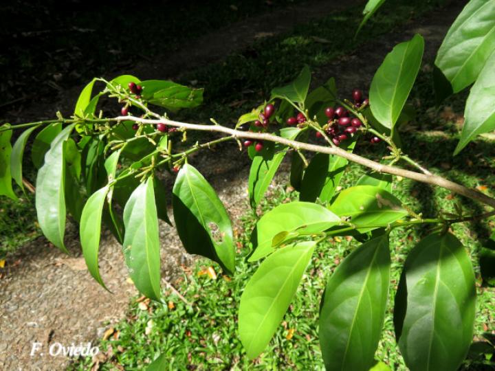 Lacistema aggregatum (Cafecillo, copalchi)
