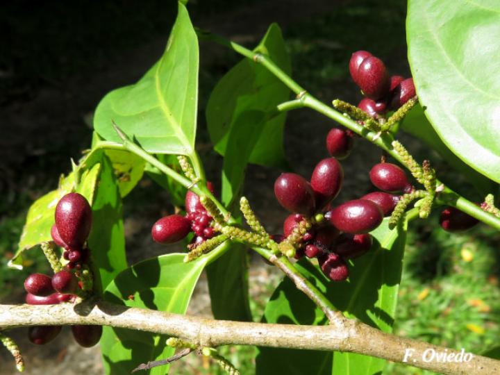 Lacistema aggregatum (Cafecillo, copalchi)