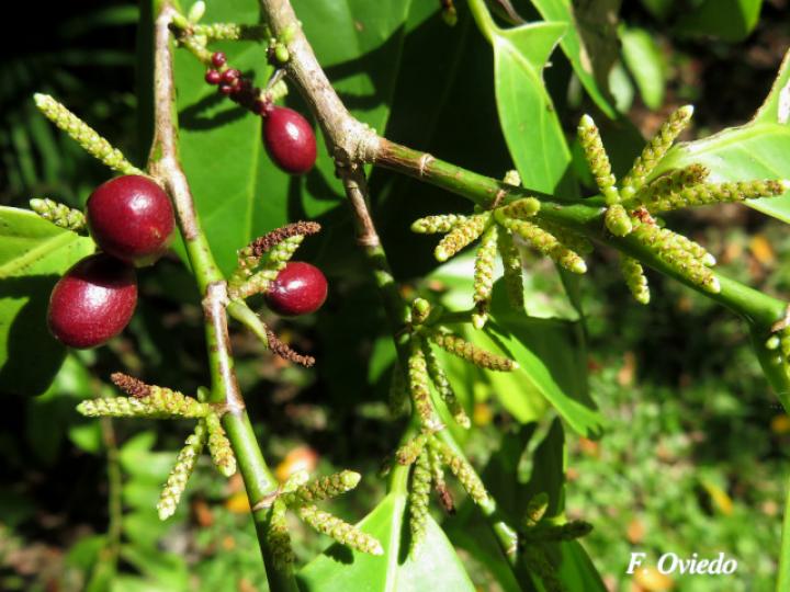 Lacistema aggregatum (Cafecillo, copalchi)