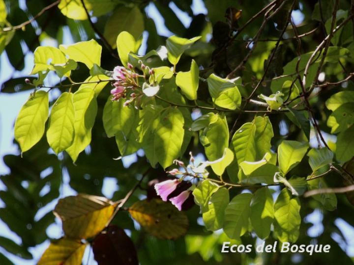 Maripa nicaraguensis