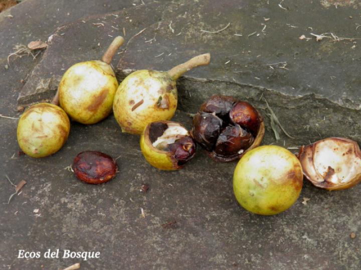 Maripa nicaraguensis