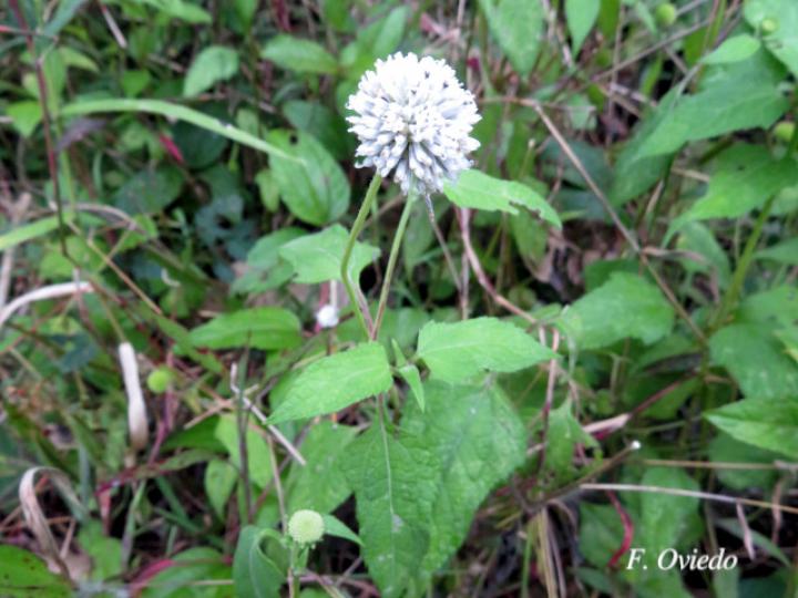 Melanthera nivea (Paira, Totolquelite)