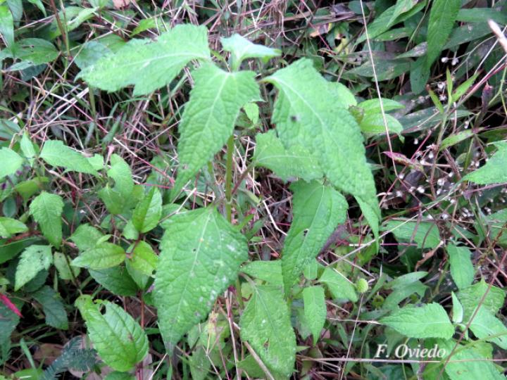 Melanthera nivea (Paira, Totolquelite)