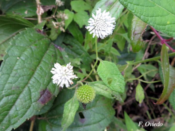 Melanthera nivea (Paira, Totolquelite)