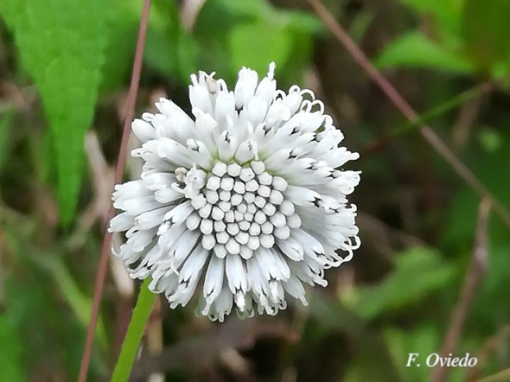 Melanthera nivea (Paira, Totolquelite)