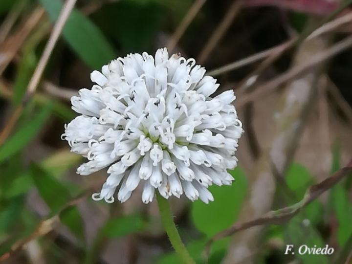 Melanthera nivea (Paira, Totolquelite)