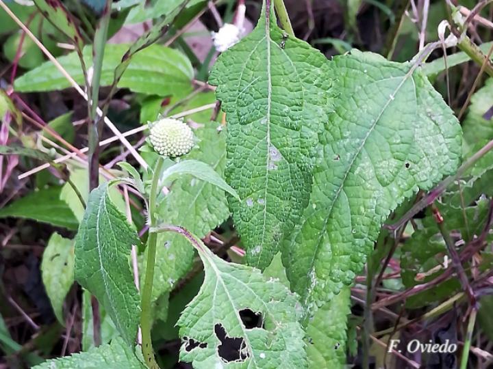 Melanthera nivea (Paira, Totolquelite)