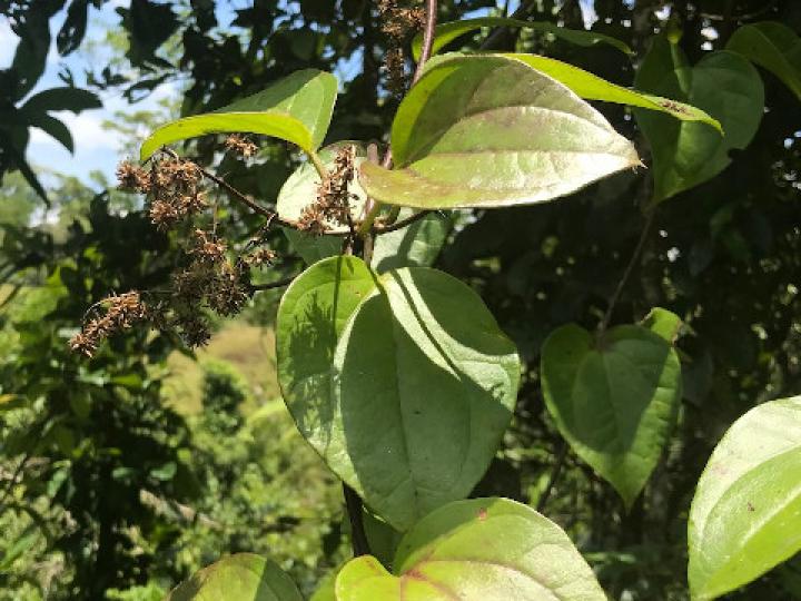 Mikania hookeriana (Bejuco traqueador)