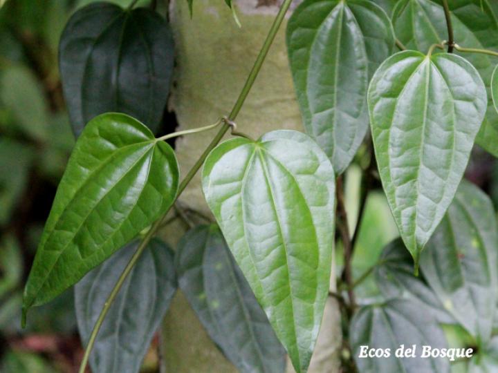 Mikania hookeriana (Bejuco traqueador)