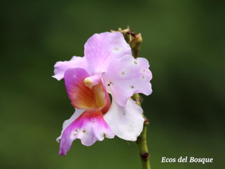 Papilionanthe hookeriana x teres