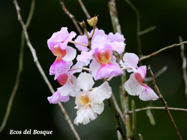Papilionanthe hookeriana x teres 