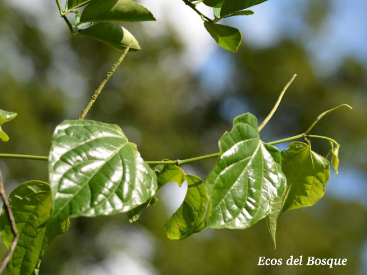 Piper tenuipes (Cordoncillo, Candelillo)