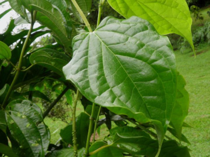 Piper tenuipes (Cordoncillo, Candelillo)