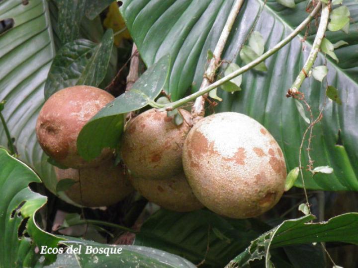 Posoqueria robusta