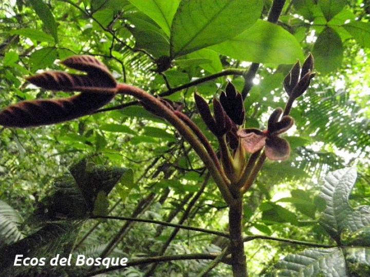 Pourouma bicolor (Chumico)