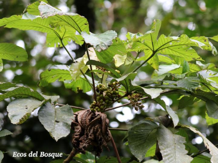 Pourouma bicolor (Chumico)