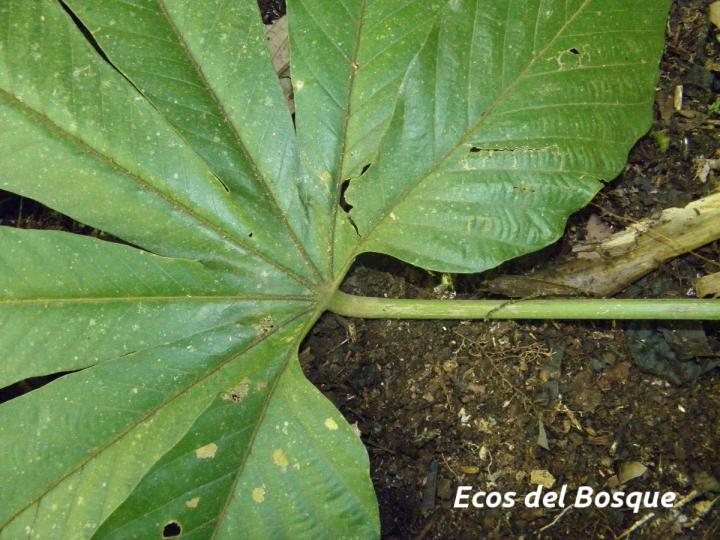 Pourouma bicolor (Chumico)
