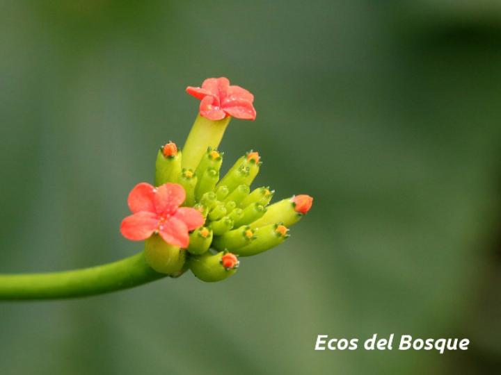 Psiguria warscewiczii (Pata de danta)